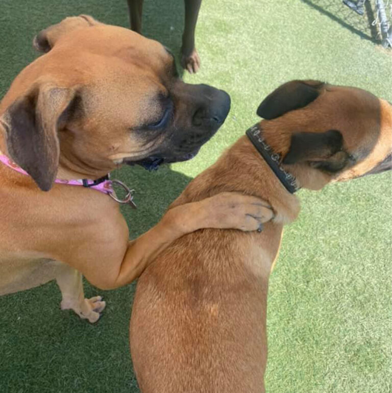 119049089 2906858479561710 8568308890088327800 n 1022x1024 1 768x770