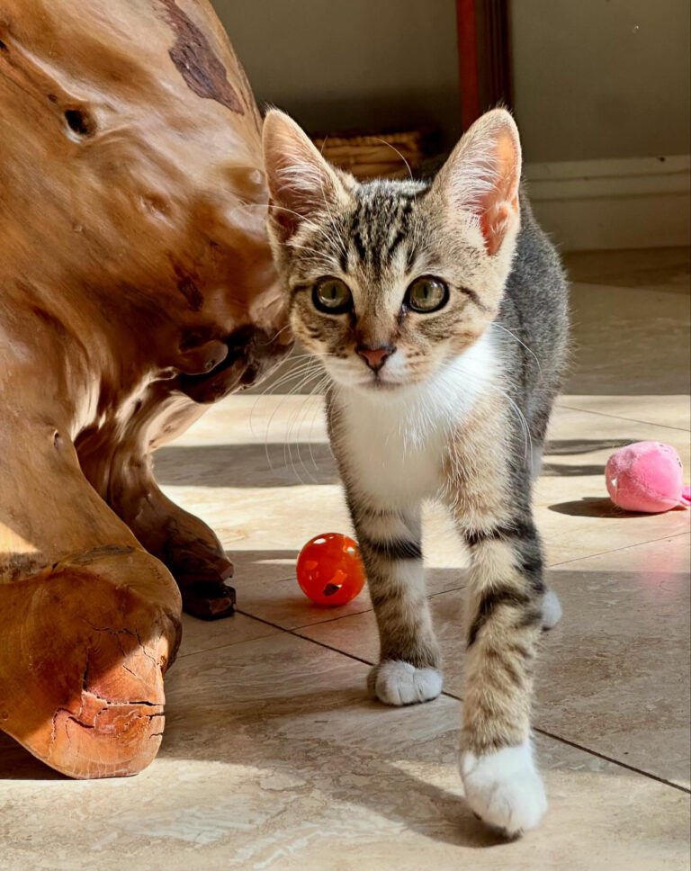 A4063D3E 1A18 419E 83E2 CB5E8990835D 768x968