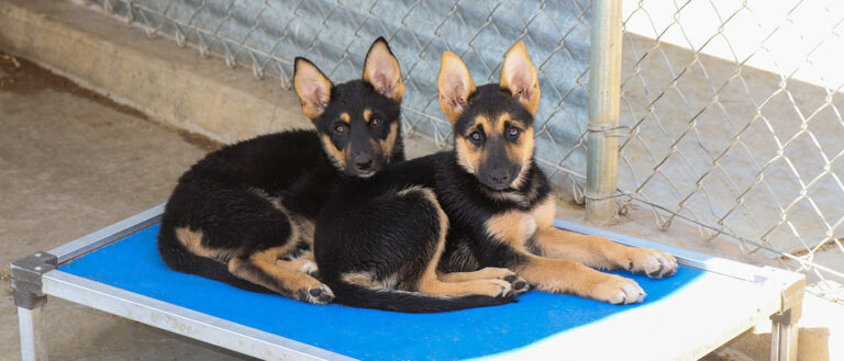 Adoption Services copy 768x329