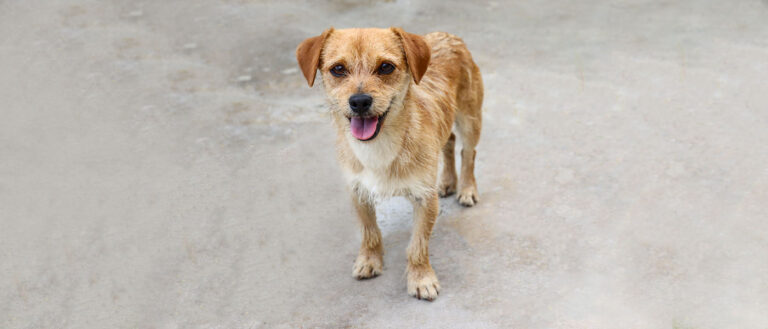 Featured Pets 768x329