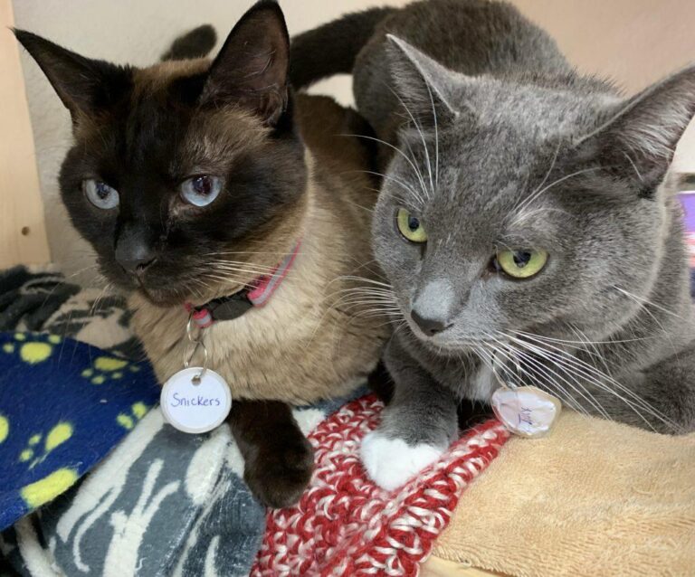 IMG 0388 1024x850 1 768x638