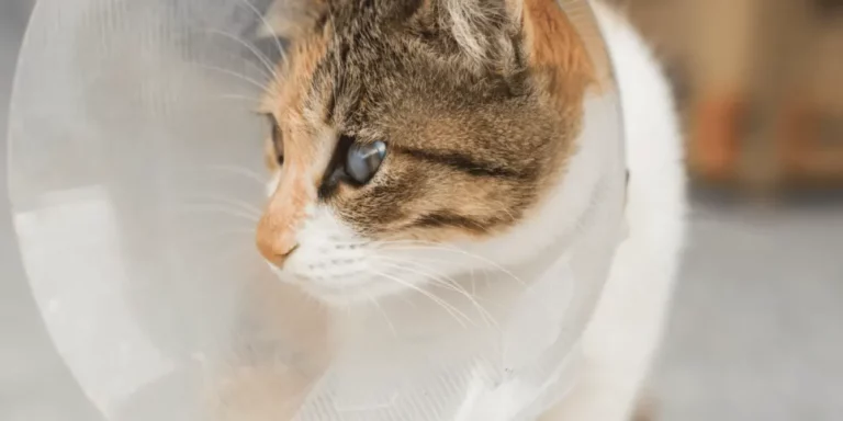 NVA MASTER SERVICE CARD Spay Neuter Cat compressed.png 768x384