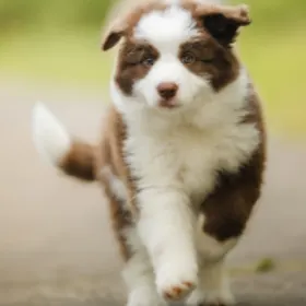 NVA   MASTER   5 CARD   NATURE   WhiteBrown Dog Walking Outside.jpg