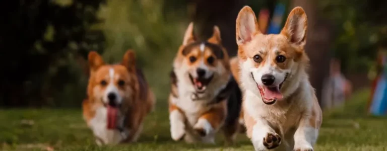 NVA MASTER SECONDARY HERO NATURE Corgis Running Outdoors.jpg 768x300