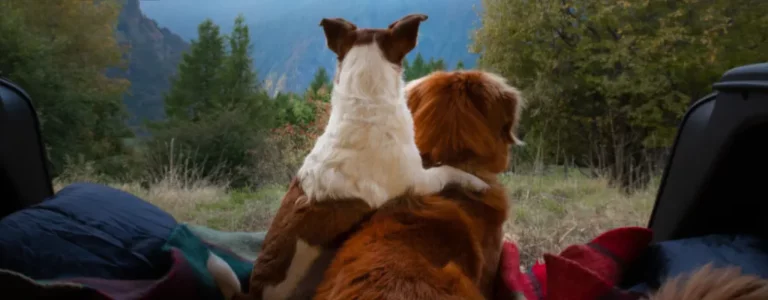 NVA MASTER SECONDARY HERO NATURE Two Dogs Looking at the Forest in the Trunk of a Car.jpg 768x300