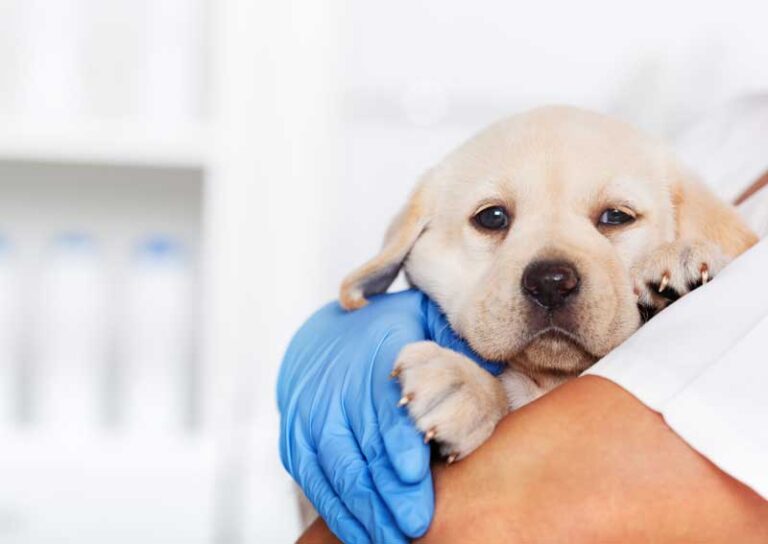 Puppy vet 768x544
