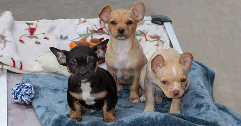 Spay Neuter Social 768x402