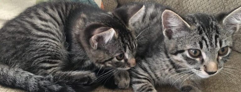 banner boys 1024x394 1 768x296