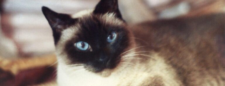 banner cassie all 1024x394 1 768x296