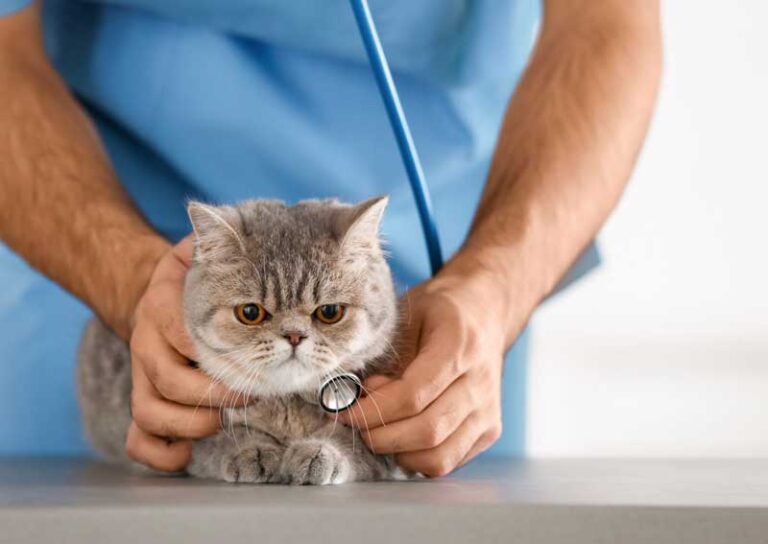 cat vet 768x544