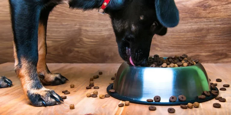 diet dog eating.jpg 768x384