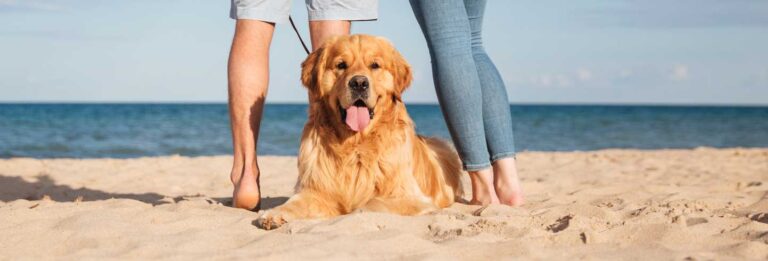 golden beach2 1443 768x261