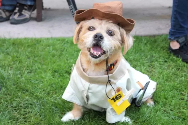 howl o ween.jpg 768x512