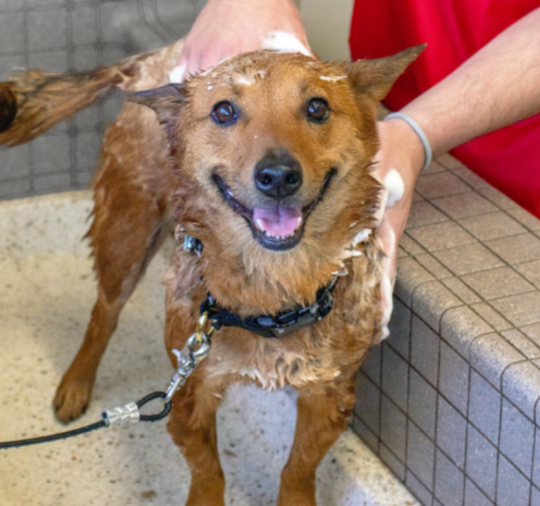 sept24 homepage dog wash 812x760 1 768x719