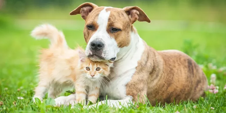 wellness cat dog grass.jpg 768x384