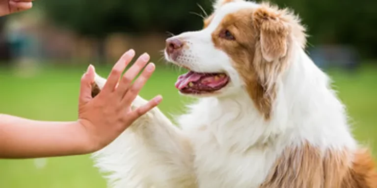 crw 814h 407 768x384