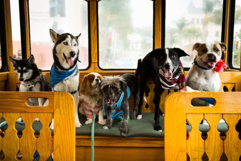 472316322 10164466088654638 7523840886376226138 n 768x512