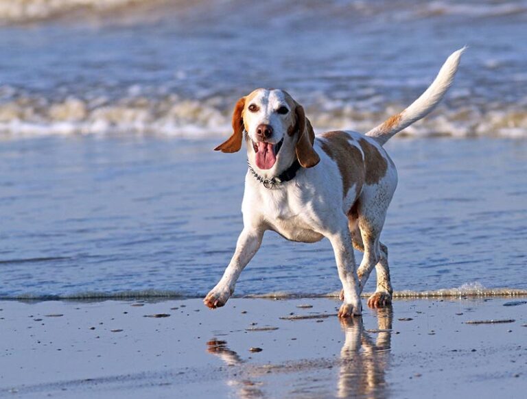 beagle dog at the beach freddie10 Pixabay 768x582