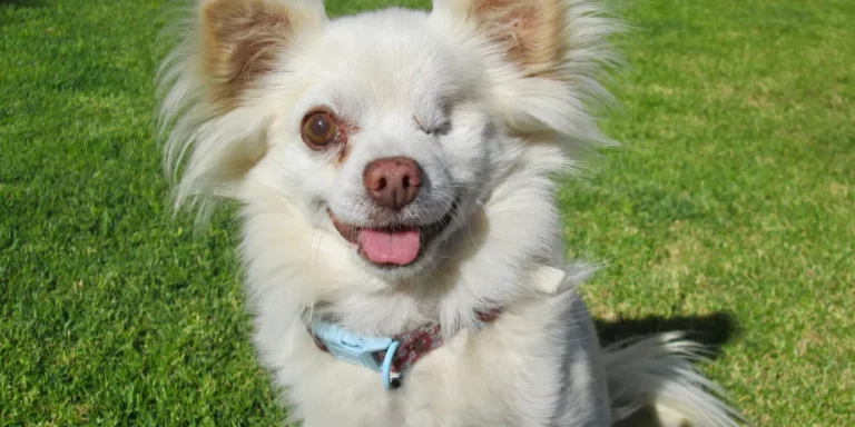 crw 1240h 620 768x384