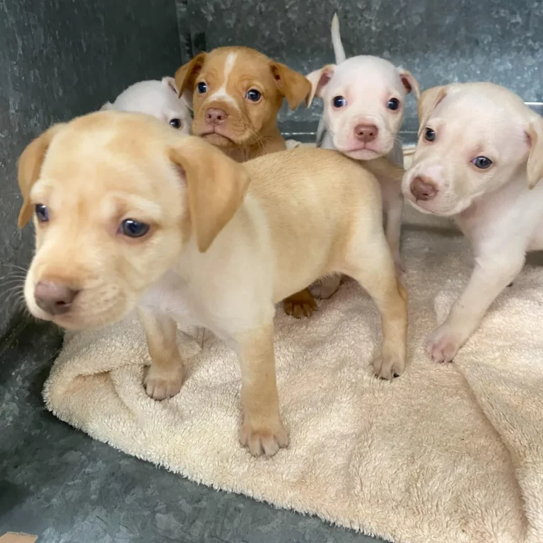 f82744e29d15de7c1e8d669e6fac009a 1200 80 768x768