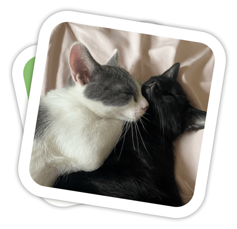 koa and kaleo buster rounded polaroid 1066x1033 1 768x744