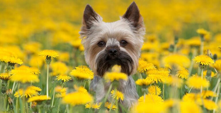 pet barn naturalpetfood 1000x511 1 768x392