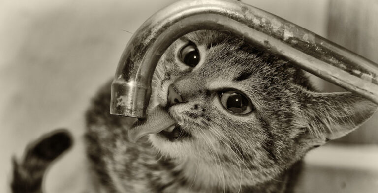 ventura pet barn3 1200x614 1 768x393