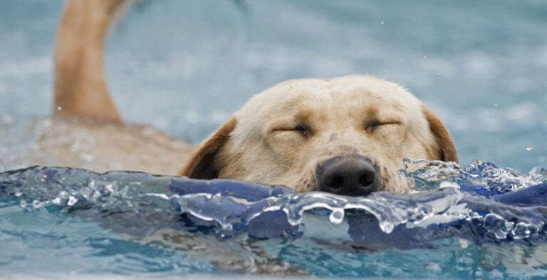 ventura pet barn4 1200x614 1 768x393