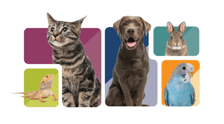 vpf assorted animals tiles 2880x1598 1 768x426