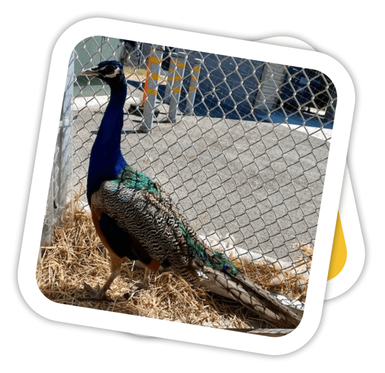 wingo starr rounded polaroid 1066x1033 1 768x744