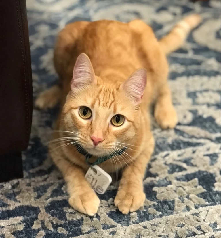 2012724538311336080 1920w.jpg 768x824