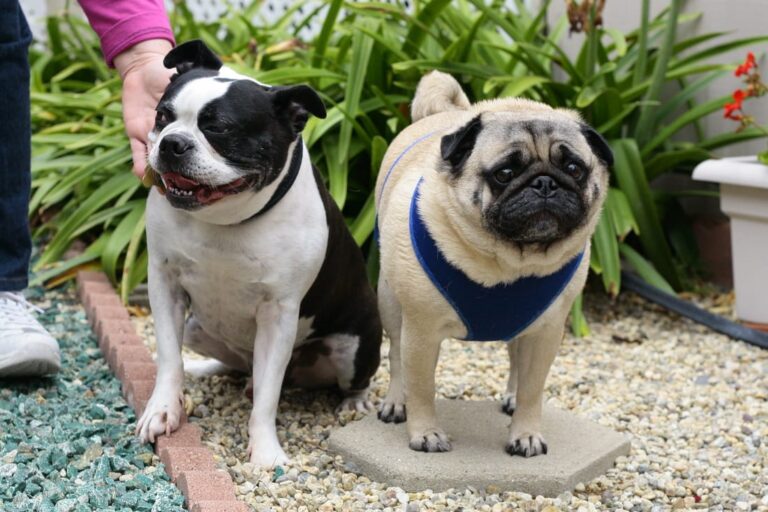 CamarilloDogWalker 768x512