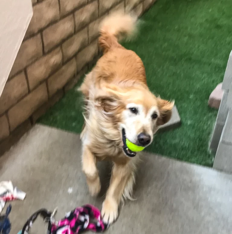 IMG 3164 1920w.jpg 768x774