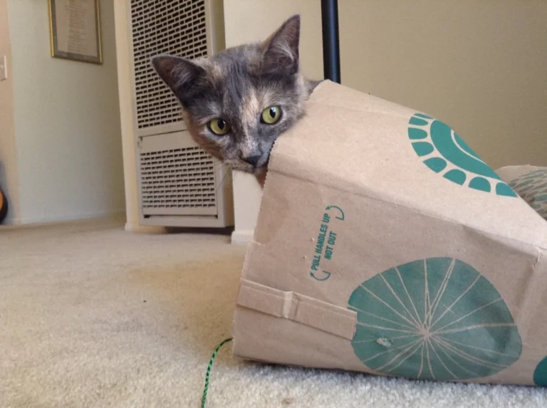 IMG 9173 1920w.jpg 768x573