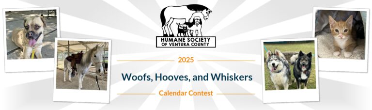 bannertemplate 02 768x227