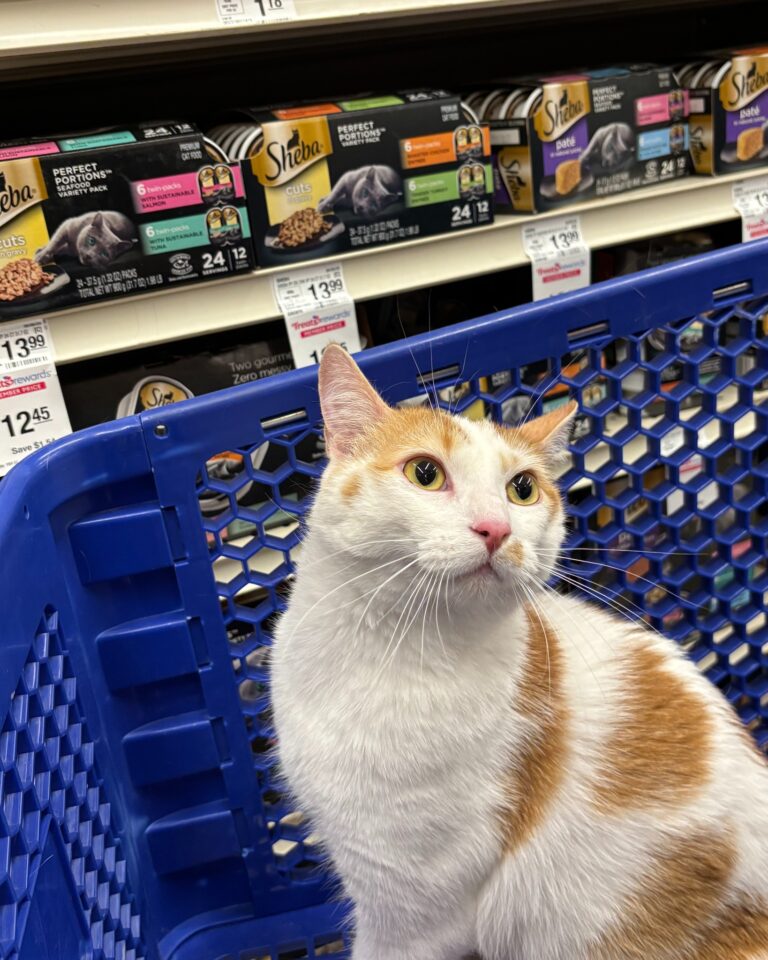 519413206 1292081625611031 7168652552135876759 n 768x960