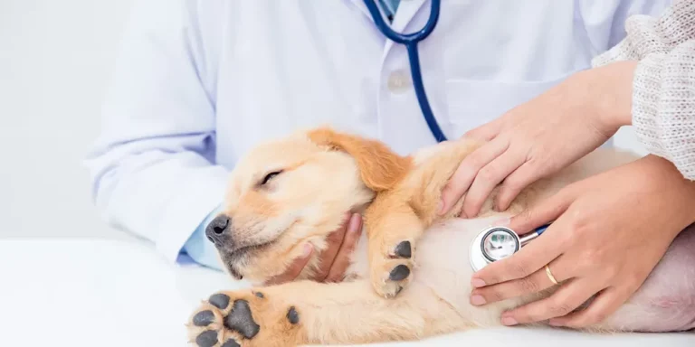 Beth Gruber   cardiology puppy stethoscope.jpg 768x384