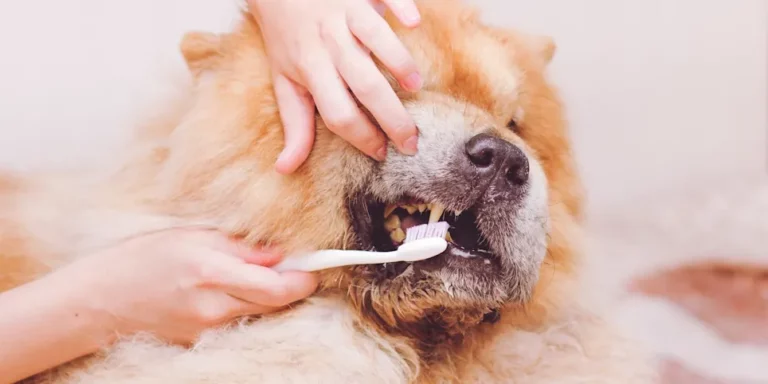 NVA Clinic Dog ToothBrush.jpg 768x384