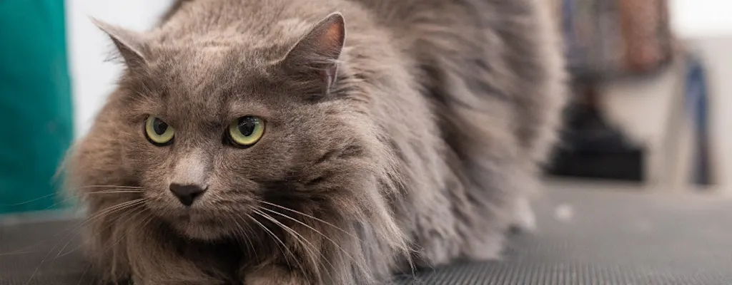 NVA    SECONDARY HERO  Arroyo Vista Veterinary Hospital 1104   Grey Cat on Table.jpg