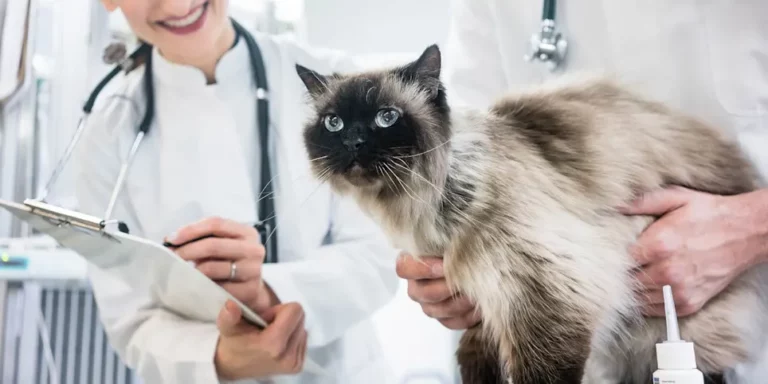 parasite control cat exam.jpg 1 768x384